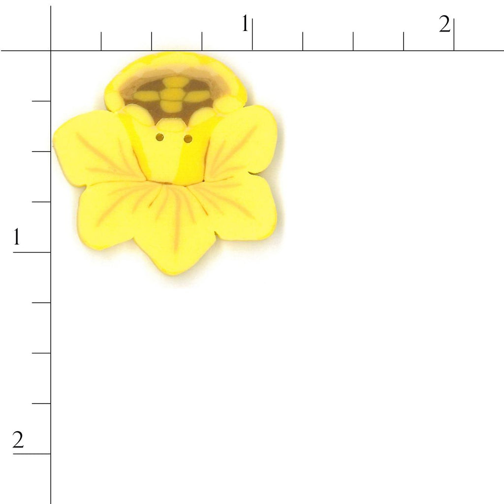 large daffodil